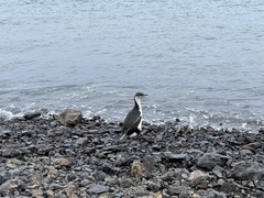 Leucocarbo bransfieldensis
