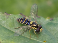 Sphaerophoria rueppellii