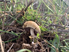Stropharia coronilla