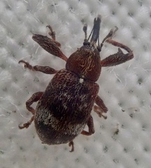Anthonomus bituberculatus