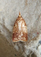 Cenopis ferreana