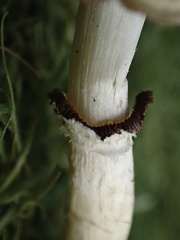 Stropharia coronilla