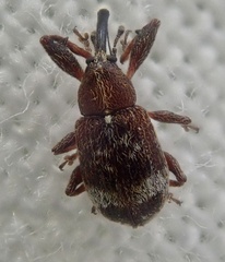 Anthonomus bituberculatus