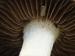 Stropharia coronilla