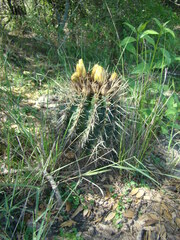 Parodia mammulosa