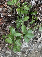 Mycosphaerella colorata