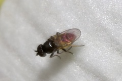Oscinellinae