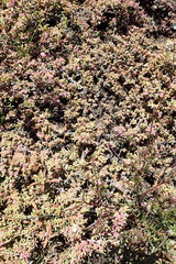 Aizoon portulacaceum