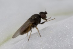 Oscinellinae