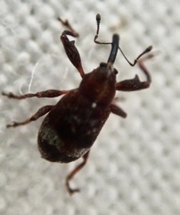 Anthonomus bituberculatus