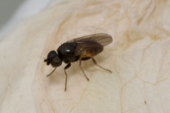 Oscinellinae