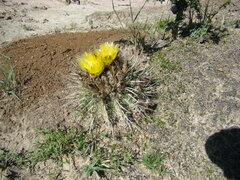 Parodia mammulosa