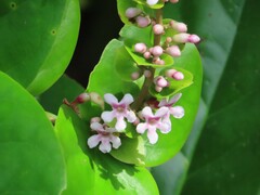 Basellaceae