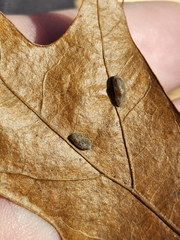 Macrodiplosis majalis