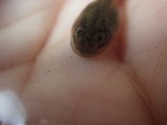 Discoglossus galganoi