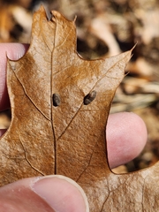 Macrodiplosis majalis