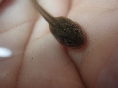 Discoglossus galganoi