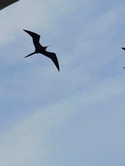 Fregata magnificens