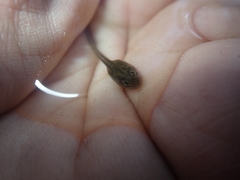 Discoglossus galganoi