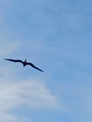 Fregata magnificens