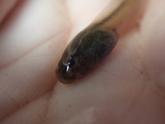 Discoglossus galganoi