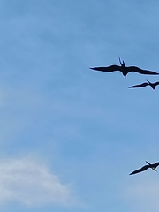 Fregata magnificens