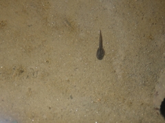 Discoglossus galganoi