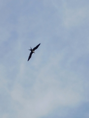 Fregata magnificens