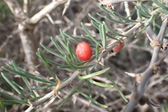 Asparagus pastorianus image