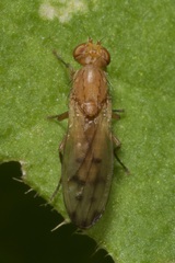 Opomyza florum