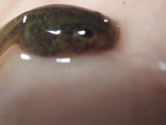 Discoglossus galganoi