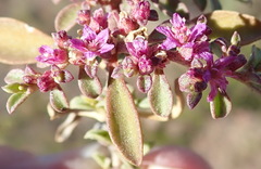 Aizoon portulacaceum