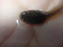 Discoglossus galganoi