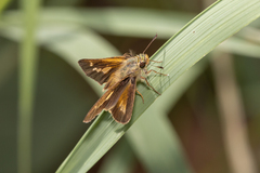 Parnara amalia