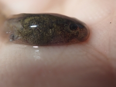 Discoglossus galganoi