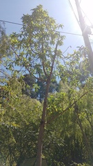 Escallonia pendula