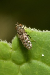 Philygria interstincta