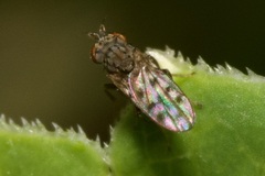 Philygria interstincta