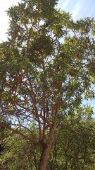 Escallonia pendula