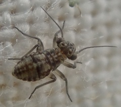 Mesopsocus