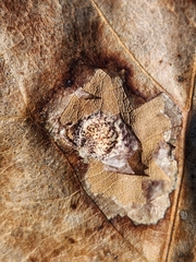 Tischeria quercitella