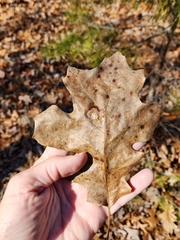 Tischeria quercitella