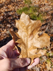 Tischeria quercitella