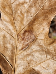 Tischeria quercitella