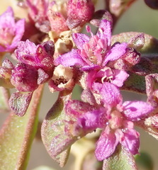 Aizoon portulacaceum