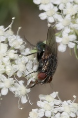 Protocalliphora azurea