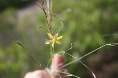 Sisyrinchium restioides