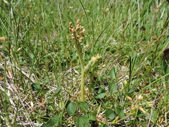 Botrychium michiganense