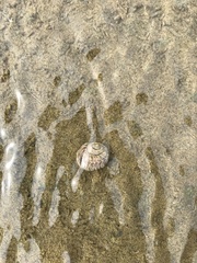 Amphibola crenata