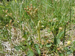 Botrychium michiganense